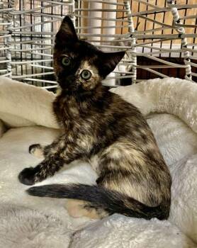Monkey (3 months) -  Domestic Short Hair Cat for Adoption in Los Angeles, California - Monkey (3 Months) | PetCurious