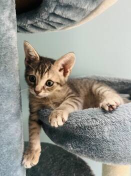 Rescue Domestic Short Hair Cats for Adoption in Edgewood, Florida - Cider | PetCurious