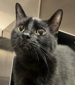 Morgana -  Domestic Short Hair Cat for Adoption in Golden, Colorado - Morgana | PetCurious