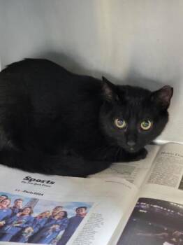 Rhino -  Domestic Short Hair Cat for Adoption in Largo, Florida - Rhino | PetCurious