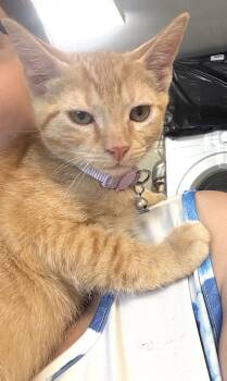 Apollo -  Domestic Short Hair Cat for Adoption in Albemarle, North Carolina - Apollo | PetCurious