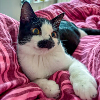 Rescue Domestic Short Hair Cats for Adoption in Des Moines, Iowa - Pistachio | PetCurious