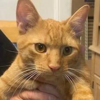 Nino -  Domestic Short Hair Cat for Adoption in New York, New York - Nino | PetCurious