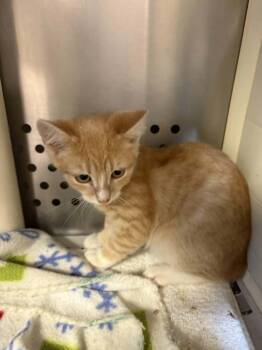 Gaston -  Domestic Short Hair Cat for Adoption in Orange, Virginia - Gaston | PetCurious