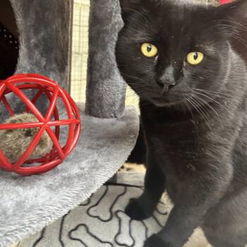 Mashed Potato -  Domestic Short Hair Cat for Adoption in Maple Ridge, British Columbia - Mashed Potato | PetCurious