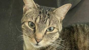 Rescue Tabby Cats for Adoption in Houston, Texas - Ozzy | PetCurious
