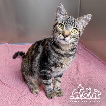 TABBY -  Domestic Short Hair Cat for Adoption in Irvine, California - TABBY | PetCurious