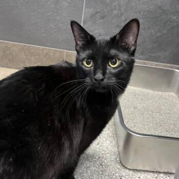 Domestic Short Hair Cats Available for Adoption - Zelle - 021102U | PetCurious