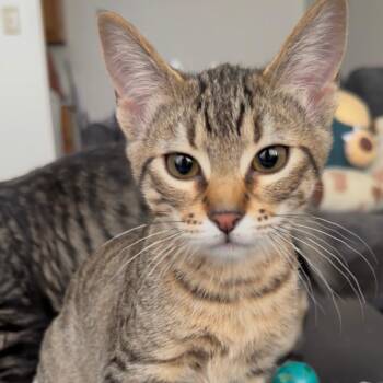 Domestic Short Hair Cats Available for Adoption - Snowy | PetCurious