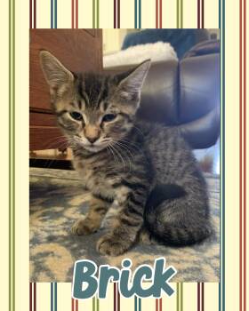 Brick -  Tabby Cat for Adoption in Pasco, Washington - Brick | PetCurious