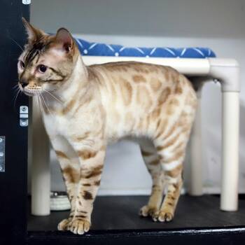 Bengal Cats Available for Adoption in Los Angeles, California - Sirius | PetCurious