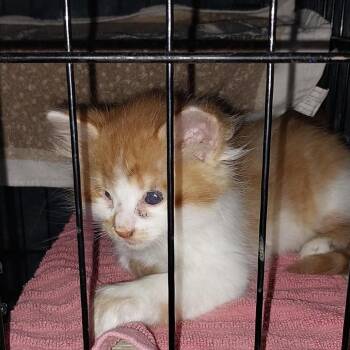 Floof -  Domestic Long Hair Cat for Adoption in Nampa, Idaho - Floof | PetCurious