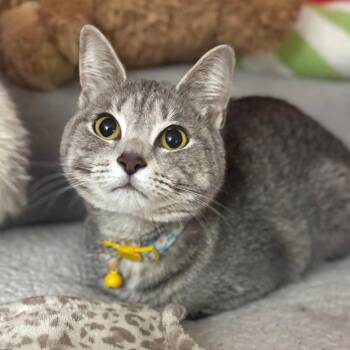 Domestic Short Hair Cats Available for Adoption in Fredericksburg, Virginia - Mayfield | PetCurious