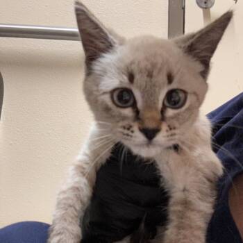 Pebble - Pretty Little Lady -  Siamese Cat for Adoption in Flagstaff, Arizona - Pebble - Pretty Little Lady | PetCurious