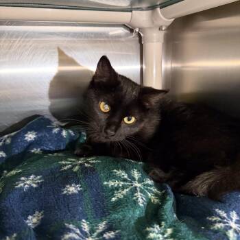 Izzy -  Domestic Short Hair Cat for Adoption in Gainesville, Georgia - Izzy | PetCurious
