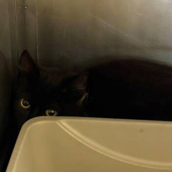 Domestic Short Hair Cats Available for Adoption in Chehalis, Washington - Big Boy | PetCurious