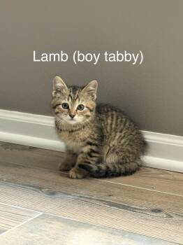 Lamb -  Domestic Medium Hair Cat for Adoption in Crystal Lake, Illinois - Lamb | PetCurious
