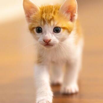 Domestic Short Hair Cats Available for Adoption in Montgomery, Alabama - Julius | PetCurious