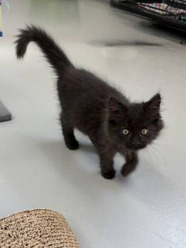 Salem -  Domestic Long Hair Cat for Adoption in Big Rapids, Michigan - Salem | PetCurious