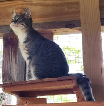 Domestic Short Hair Cats Available for Adoption in Crossville, Tennessee - Smokie | PetCurious