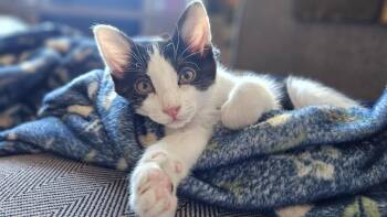 Todd (A140122) -  Domestic Short Hair Cat for Adoption in Burbank, California - Todd (A140122) | PetCurious