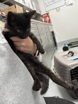 934-26 -  Domestic Short Hair Cat for Adoption in Cumming, Georgia - 934-26 | PetCurious