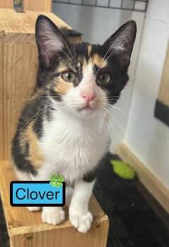 Domestic Short Hair Cats Available for Adoption in Zimmerman, Minnesota - Clover | PetCurious