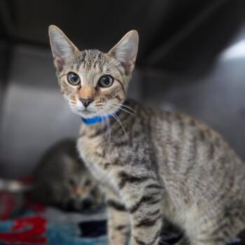 Chancellor -  Domestic Short Hair Cat for Adoption in Lakeland, Florida - Chancellor | PetCurious