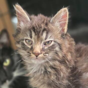 Rescue Domestic Medium Hair Cats for Adoption in Huntsville, Alabama - Ted E. Bear | PetCurious