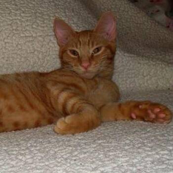 Rescue Tabby and Domestic Short Hair Cats for Adoption in Sacramento, California - Milo | PetCurious