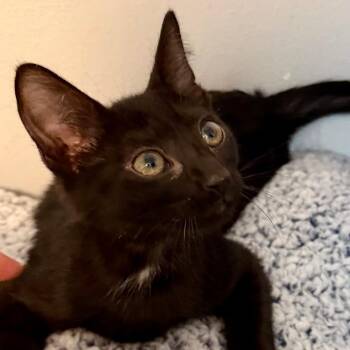 Rescue Domestic Short Hair Cats for Adoption in Gastonia, North Carolina - Cocoa | PetCurious