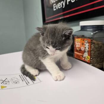 Domestic Short Hair Cats Available for Adoption in Edwardsville, Illinois - Mbk_2 | PetCurious