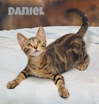 Daniel -  Domestic Short Hair Cat for Adoption in Douglas, Georgia - Daniel | PetCurious
