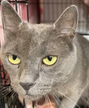 Ben -  Russian Blue Cat for Adoption - Ben | PetCurious