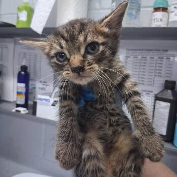 Chili -  Domestic Short Hair Cat for Adoption in Summerville, South Carolina - Chili | PetCurious