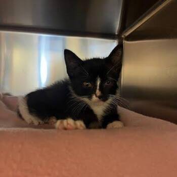 Lunchbox -  Domestic Short Hair Cat for Adoption in Charlottesville, Virginia - Lunchbox | PetCurious
