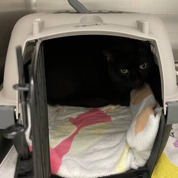Hurdles - Career Cat -  Domestic Short Hair Cat for Adoption in Enfield, New Hampshire - Hurdles - Career Cat | PetCurious