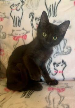 Storm -  Domestic Short Hair Cat for Adoption in San Jose, California - Storm | PetCurious
