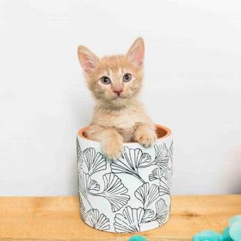 Rescue Domestic Medium Hair Cats for Adoption in Jefferson, Louisiana - Hudson - Pre Adopt | PetCurious