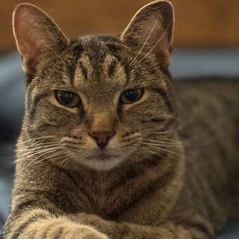 Simba -  Domestic Short Hair Cat for Adoption in Matteson, Illinois - Simba | PetCurious