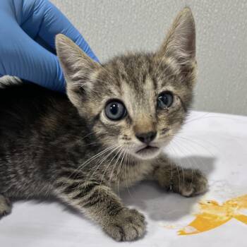 Saffron -  Domestic Short Hair Cat for Adoption in Tampa, Florida - Saffron | PetCurious