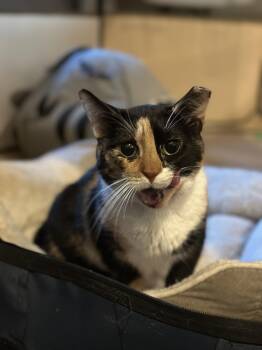 Rescue Calico Cats for Adoption - Sundae | PetCurious
