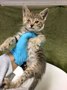 Domestic Short Hair Cats Available for Adoption in Riverside, California - PEANUT | PetCurious