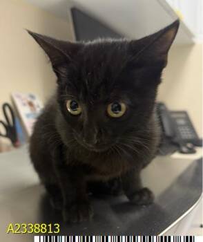 KENZIE -  Domestic Short Hair Cat for Adoption in West Palm Beach, Florida - KENZIE | PetCurious