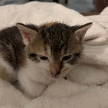 Rescue Domestic Short Hair Cats for Adoption in Woodstock, Virginia - Olivia Bates | PetCurious