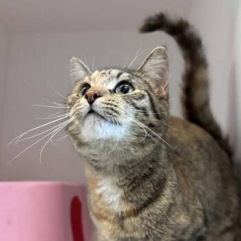 Domestic Short Hair Cats Available for Adoption in Janesville, Wisconsin - Frosting | PetCurious