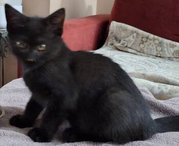Rescue Domestic Short Hair Cats for Adoption in Baltimore, Maryland - Jett (bonded With Jesse; JJ Litter) | PetCurious