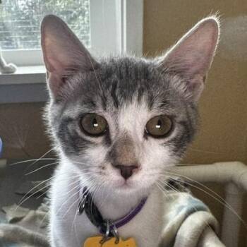 Tootsie - Fun Little Tabby -  Tabby Cat for Adoption in Hoquiam, Washington - Tootsie - Fun Little Tabby | PetCurious