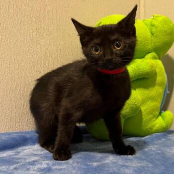 Domestic Short Hair Cats Available for Adoption in Tampa, Florida - Kate | PetCurious