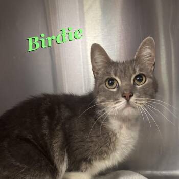 Birdie -  Domestic Medium Hair Cat for Adoption in Madisonville, Tennessee - Birdie | PetCurious